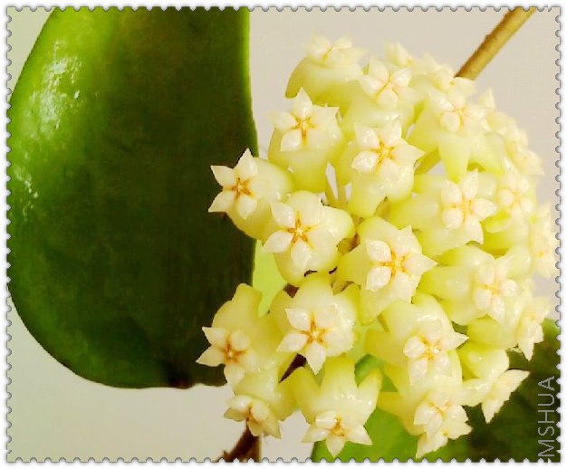 pottsii ��������-2.jpg