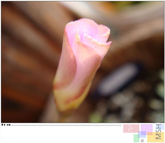 20081020parma pink3.jpg