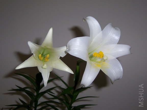 ��Ƭ 525(576).jpg