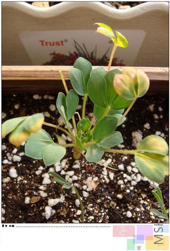 Ҷ�ӱ���ˣ���֪��Ϊʲô�����Ŷ�������������