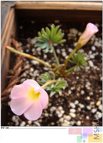 ���췢�֣�żԭ��������parma pink