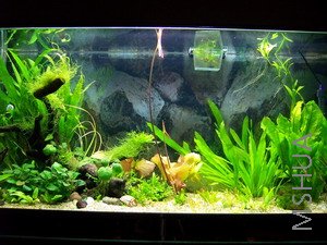 08 ��Ƭ 521 (300KB).JPG