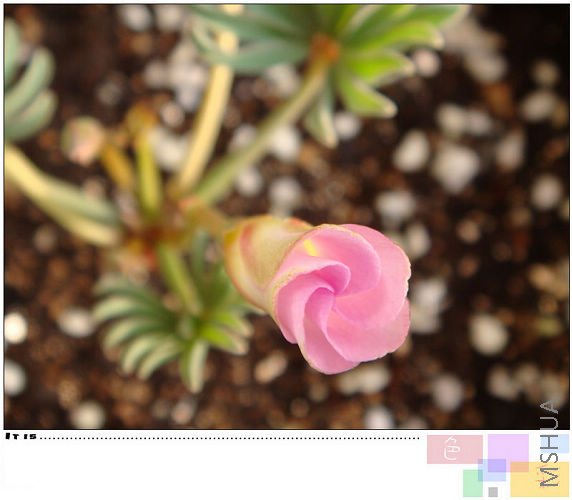 20081020parma pink1.jpg