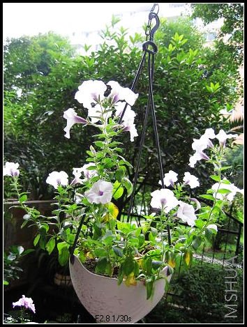 ���ϸ����糤��������