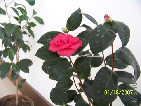 ��Ƭ 010.jpg