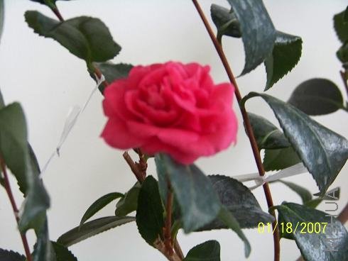 ��Ƭ 004.jpg