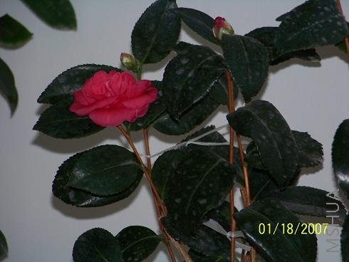 ��Ƭ 008.jpg