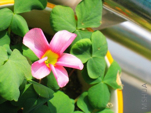 BigBull_nEO_IMG_��Ƭ 012.jpg