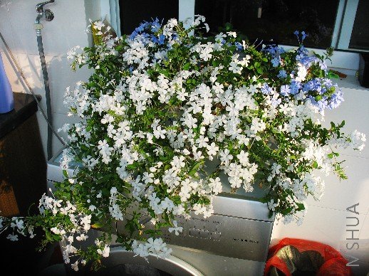 BigBull_nEO_IMG_��Ƭ 003.jpg