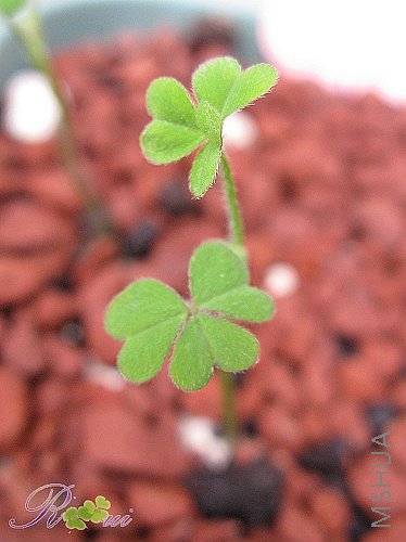 Comosacv.sping charm-pink.jpg