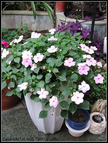 ��ɫ�ķǷ��Ư��