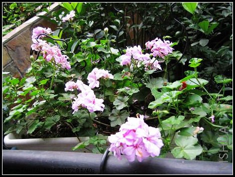 ��ʥ������������죬һֱ������