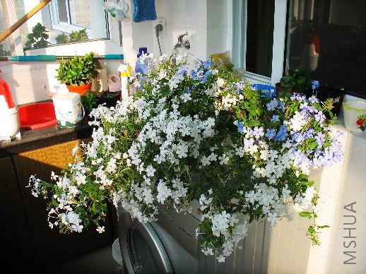 BigBull_nEO_IMG_��Ƭ 001.jpg