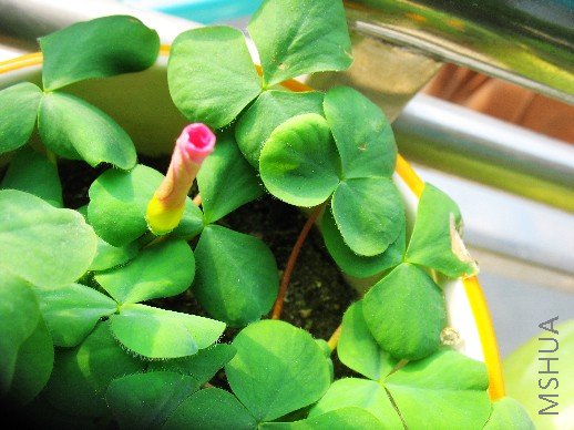 BigBull_nEO_IMG_��Ƭ 004.jpg