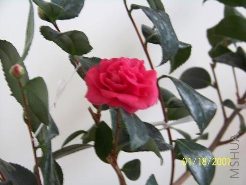 ��Ƭ 003.jpg