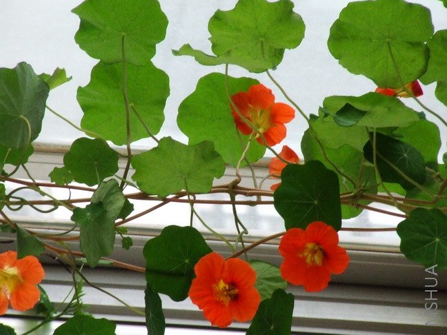 ���ֵ��ܳ�3�׶�