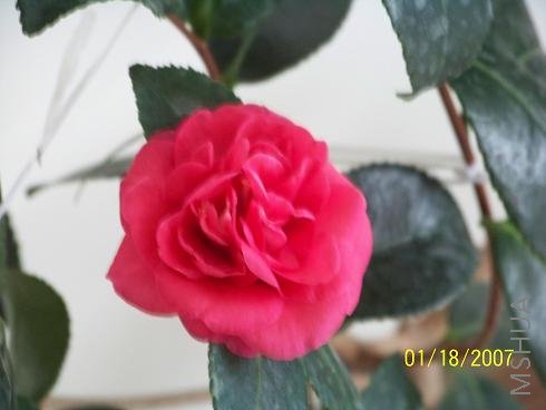 ��Ƭ 002.jpg