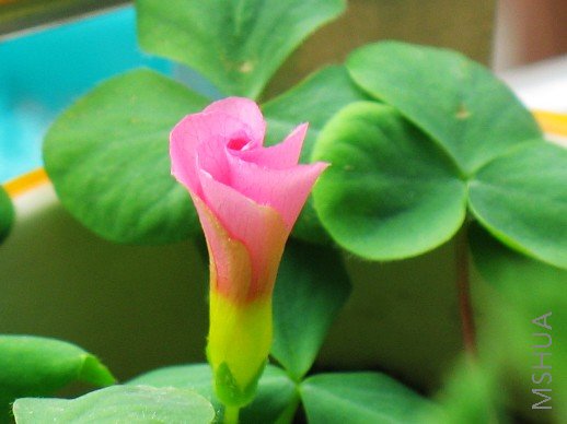 BigBull_nEO_IMG_��Ƭ 010.jpg