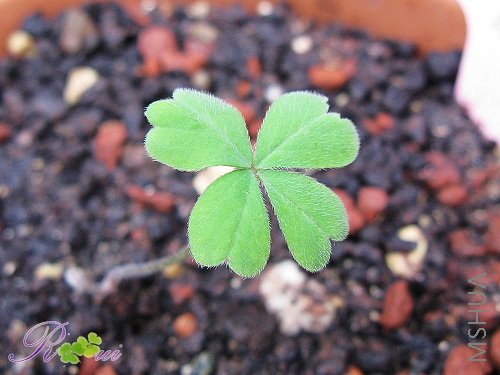 O'obtusa sunset 2.jpg