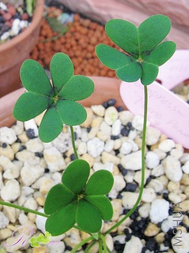 compressa var Flore Peno����4.jpg