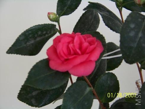 ��Ƭ 005.jpg