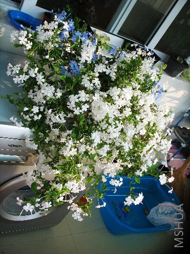 BigBull_nEO_IMG_��Ƭ 002.jpg