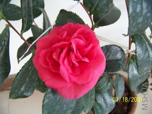 ��Ƭ 006.jpg