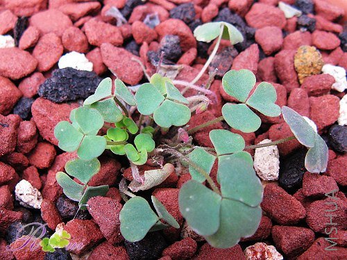 O��first love ���� 2.jpg