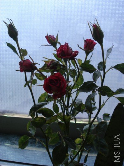 DSC03092.JPG