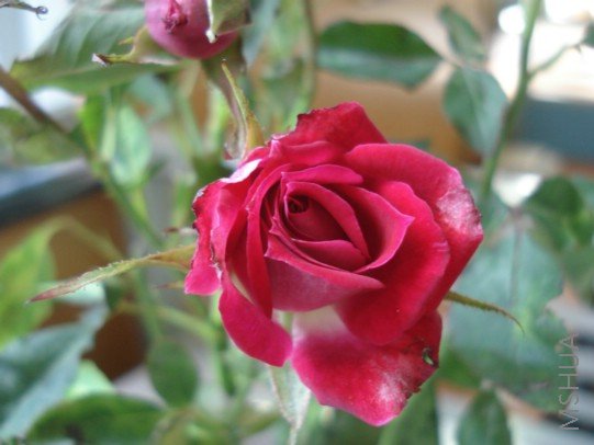 DSC03094.JPG