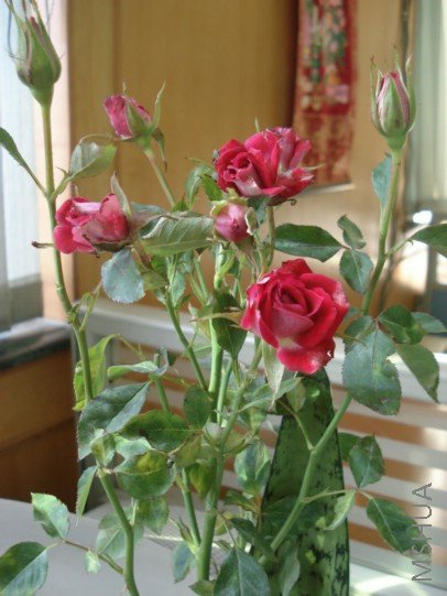 DSC03093.JPG