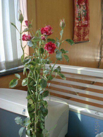 DSC03095.JPG
