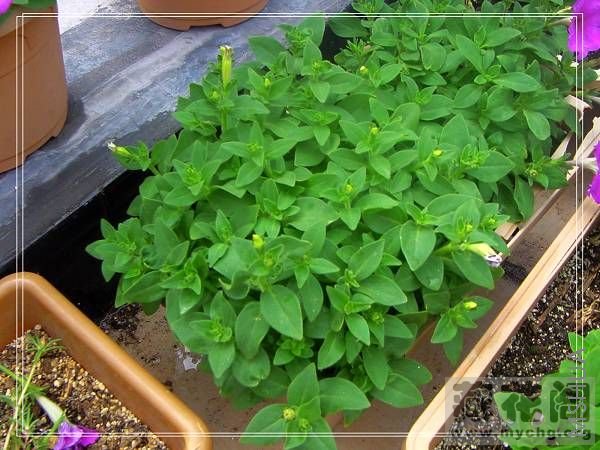 һ�����Ժ�����ӣ�������ĩ���ģ����Գ����ٶ���Щ�������˳��úܿ��