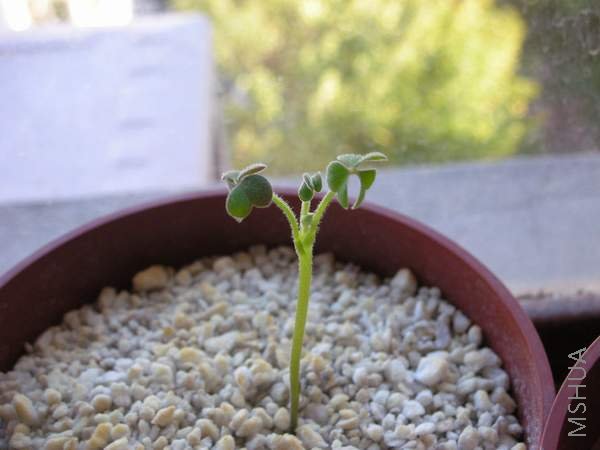 Oxalis obtusa coral��