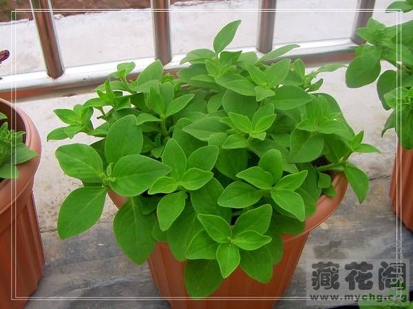 ��������Ѿ������ˣ�����ֱ����ͷ��Ȼ���ժ������