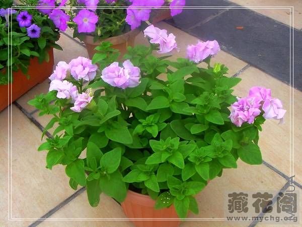 �������ֵ���ţֻ��ժ�˼�����