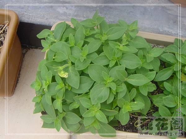 ��ֲһ��ʱ���ժ������