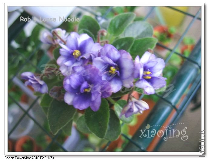 Robs Loose Noodle-2.jpg