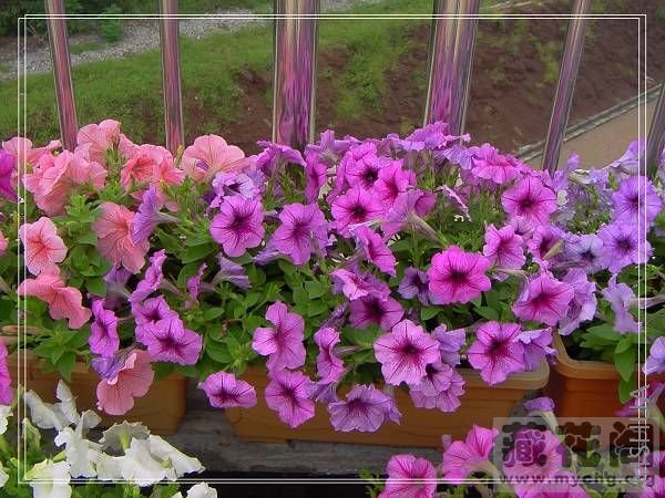 ���ժ�ĺ󿪻�ͼ