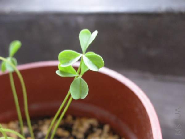 Oxalis obtusa peach��