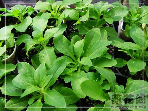 ����Ǹղ��Ŀ���ժ������