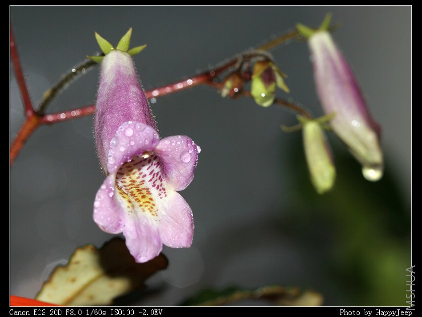 081023 ��Ҷ��Ͳ��̦.jpg