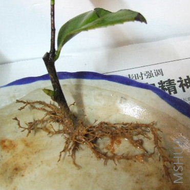 ��Ƚ϶����