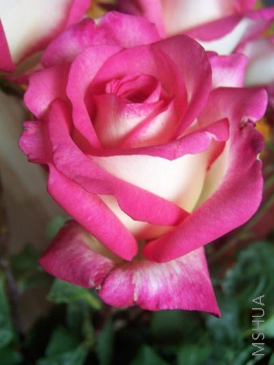 100_4372.JPG