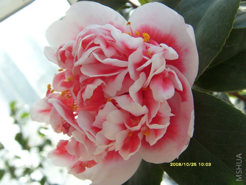 S73R0921.JPG