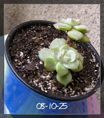 ��ǿ�ı�ʯ��