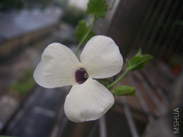 100_3998.jpg