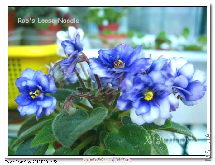 Robs Loose Noodle-4.jpg