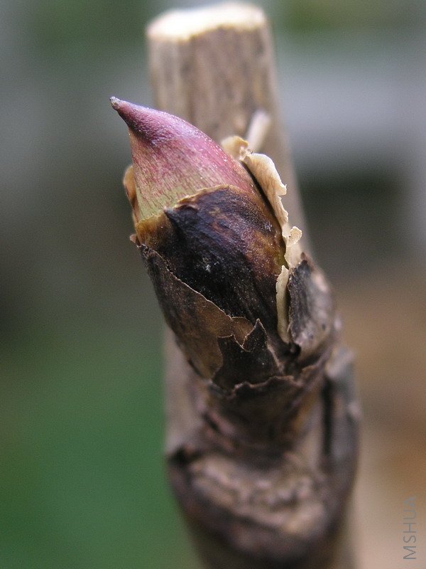 �ɴ�ӣѿ�ָ�����