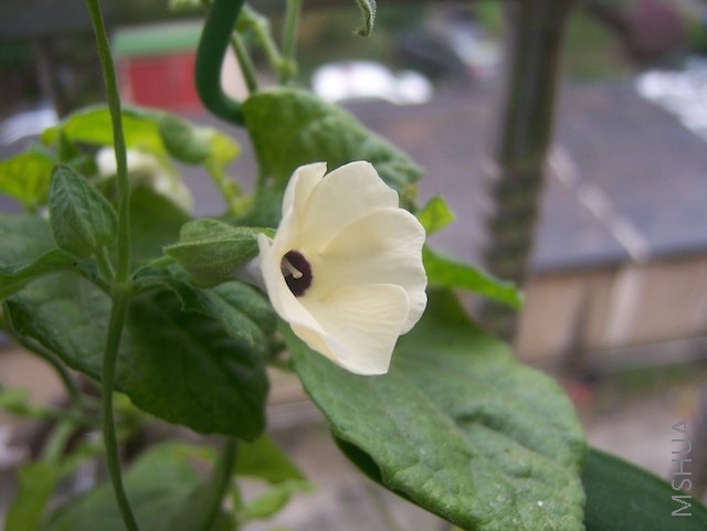 100_3993.jpg